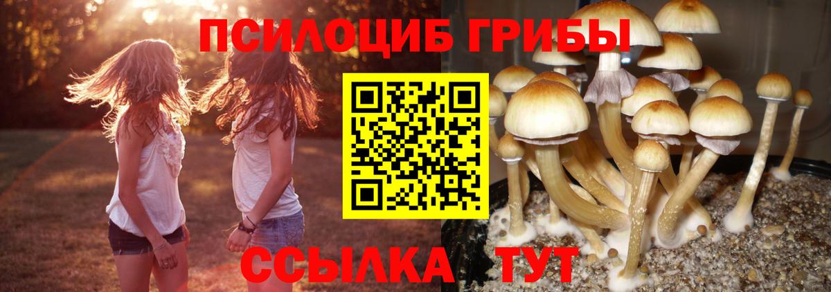 Псилоцибиновые грибы Cubensis Бахчисарай